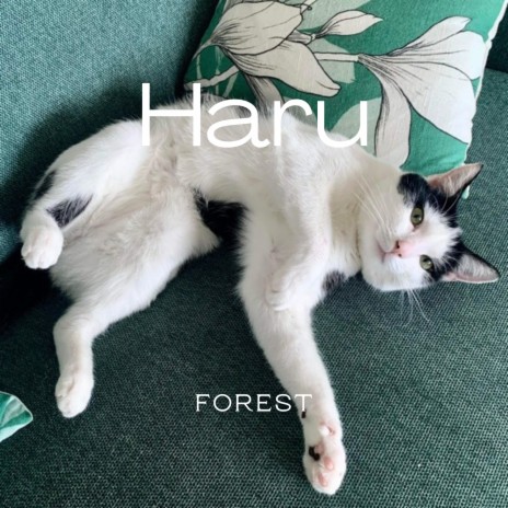 Haru | Boomplay Music