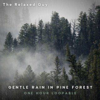 Gentle Rain in Pine Forest