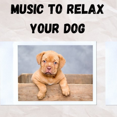 Sleeping Dogs ft. Music For Dogs Peace, Calm Pets Music Academy & Relaxing Puppy Music