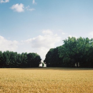 Cornfields