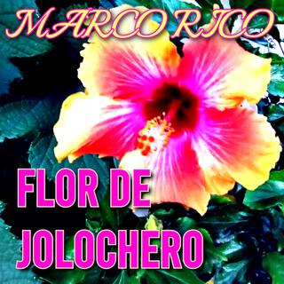 Flor de Jolochero