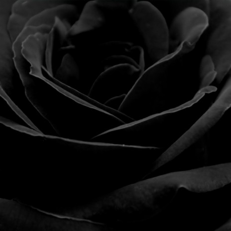Rose Noire (2017) | Boomplay Music