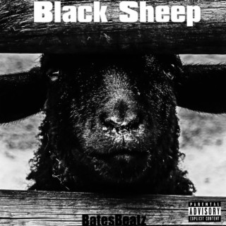 Black Sheep