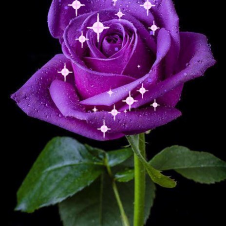 Purple Rose | Boomplay Music