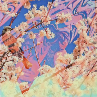 Meditations Under The Cherry Blossom Tree