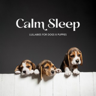Calm Sleep Lullabies for Dogs & Puppies: Soothing Music to Help Your Puppy Go to Sleep at Night, Relaxation Bedtime Songs