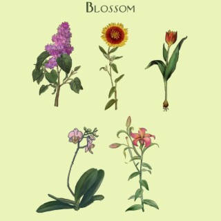 Blossom