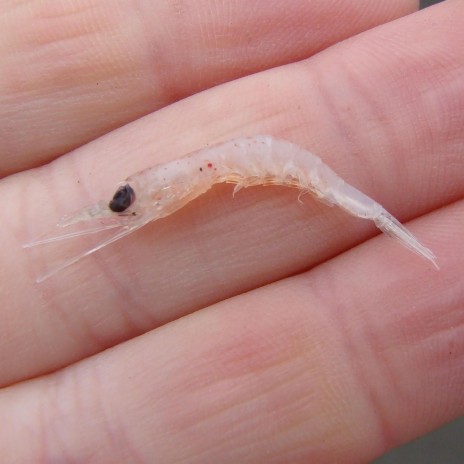 Krill