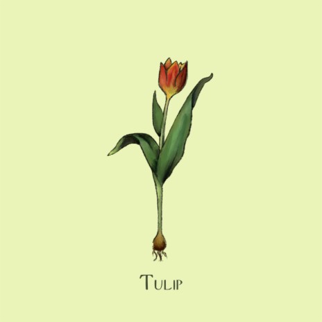 Tulip