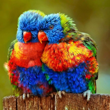 Beautiful Birds