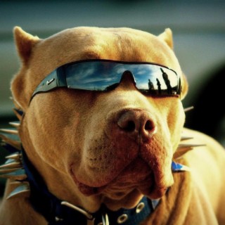 PITBULL