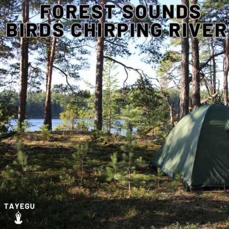 Forest Sounds Birds Chirping River Water Morning Camping Tent 1 Hour Relaxing Nature Ambient Yoga Meditation Sounds For Sleeping Relaxation or Studying