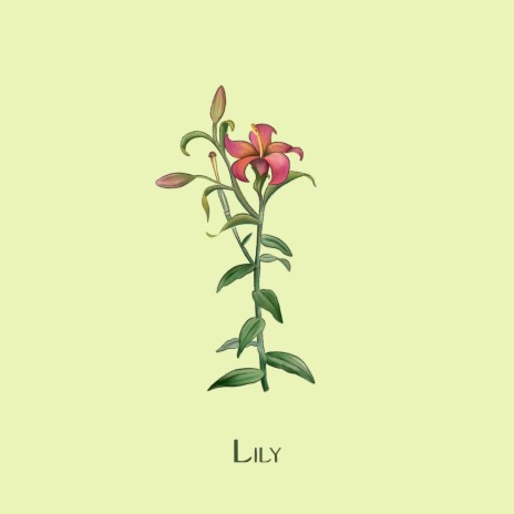 Lily | Boomplay Music