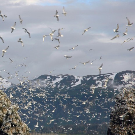 Bay of Fundy | Boomplay Music