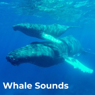 Whale Sounds (Remastered)