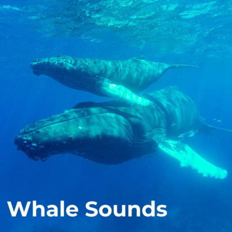 Whispering Whales ft. Underwater Sound, Worldwide Nature Studios, Oceanic Yoga Pros, Ocean Minds & Oceans Therapeutic