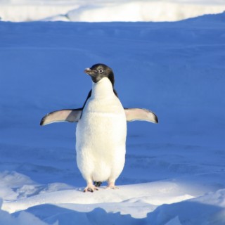 Running Penguin