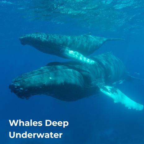 Whale Therapy Healing Sounds ft. Underwater Sound, Humpback Sounds, Whales Sample, Oceanografers & Nature Expedition | Boomplay Music