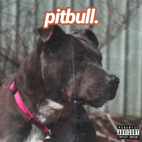 Pitbull