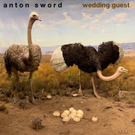 Wedding Guest (Fled the Wedding) | Boomplay Music