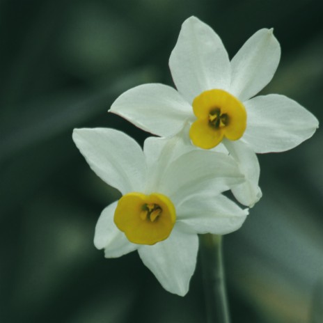 Daffodil | Boomplay Music