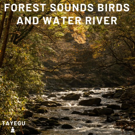 Forest Sounds Birds and Water River Morning Birds Chirping Singing 1 Hour Relaxing Nature Ambience Yoga Meditation Sounds For Sleeping Relaxation or Studying
