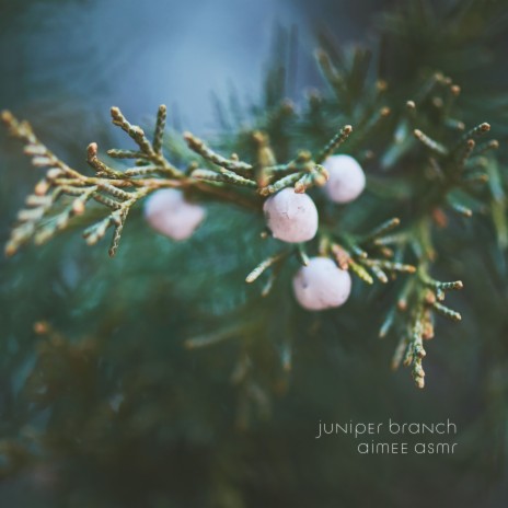 Wood Comb on Juniper Branch | Boomplay Music