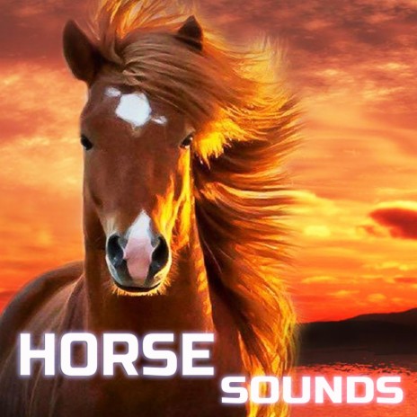 Sounds of a Horse (feat. Universal Nature Soundscapes, Universal Soundscapes, Universal White Noise Soundscapes, Sleeping Sounds, Deep Sleep Collection & Binaural Beats Soundscapes)