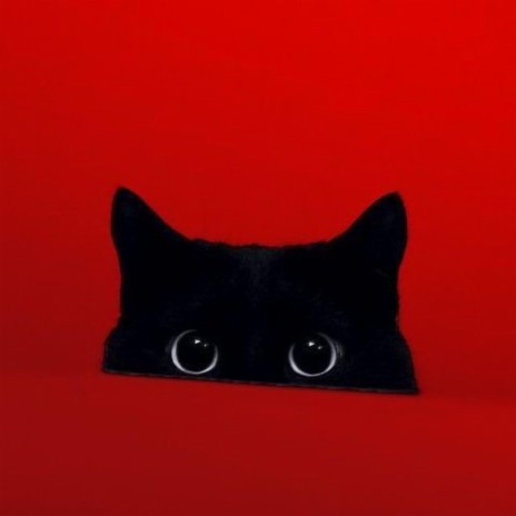 Stray Black Cat | Boomplay Music