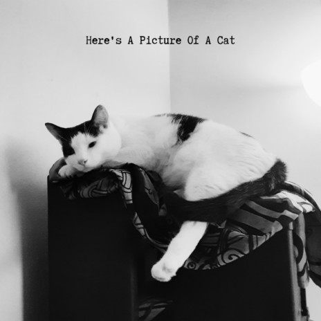 Here's A Picture Of A Cat | Boomplay Music