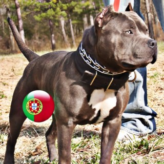 OS PITBULL DO POMBAL