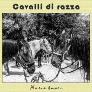 Cavalli di Razza