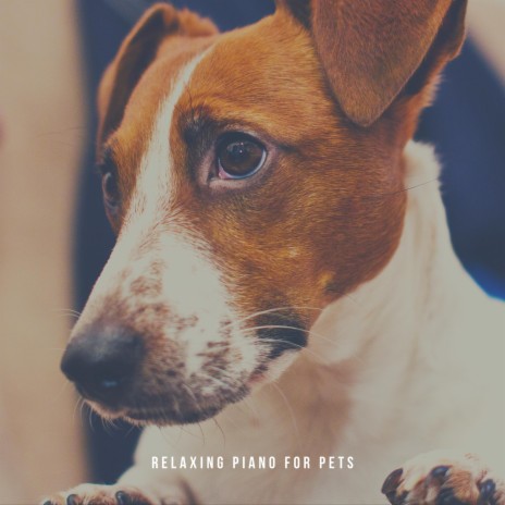 Relax Your Dog | Boomplay Music