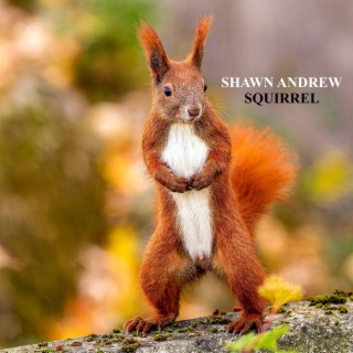 Squirrel lyrics | Boomplay Music
