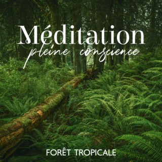 Méditation pleine conscience (Forêt tropicale) - Bouddha salon de détente