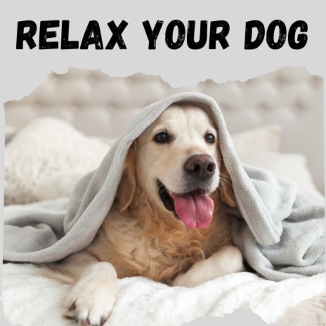 Tranquil Sleep ft. Music For Dogs Peace, Calm Pets Music Academy & Relaxing Puppy Music