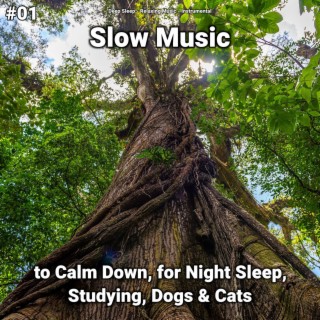 #01 Slow Music to Calm Down, for Night Sleep, Studying, Dogs & Cats