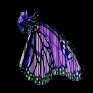 Butterflies in the Night