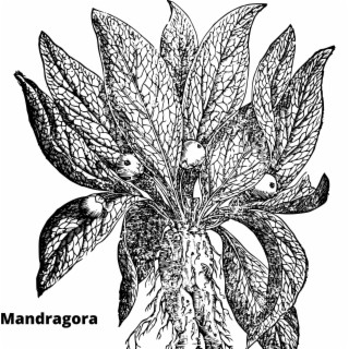 Mandragora