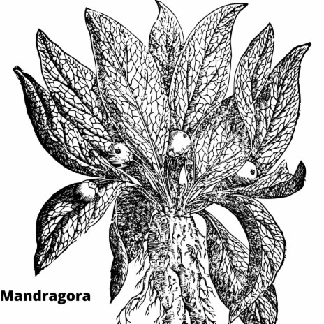 Mandragora | Boomplay Music