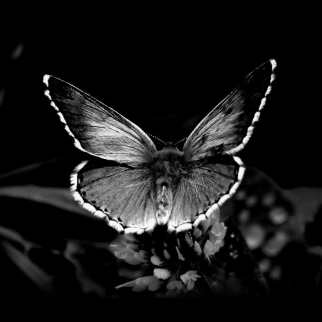 BLACK BUTTERFLY | Boomplay Music
