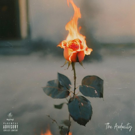 The Audacity | Boomplay Music