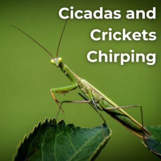Cicadas and Crickets Chirping