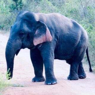 Dwarf Elephant