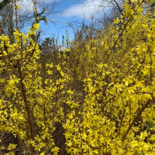 Yellow Fields