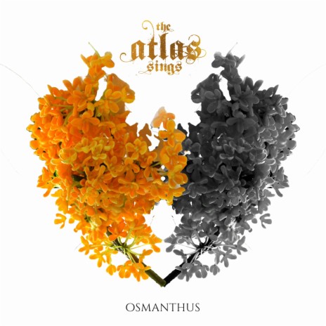 OSMANTHUS ft. KNVWN