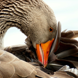 Grey Goose