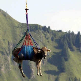 All Cows Can Fly