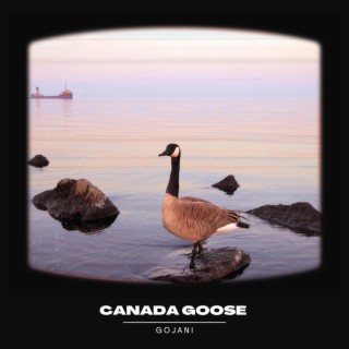 Canada Goose