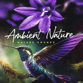 Ambient Nature